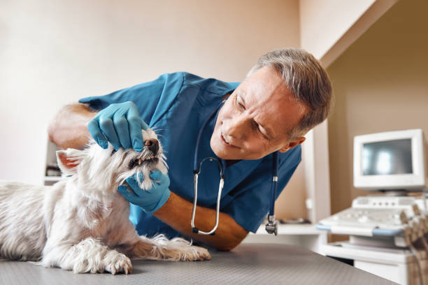 Best Emergency Broken Tooth Repair in Woxall, PA
